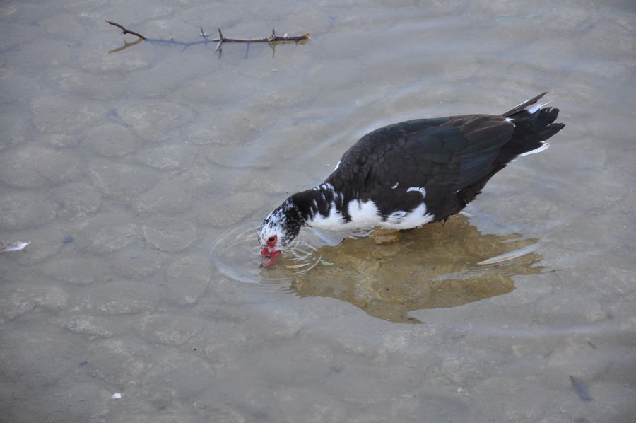 "`BUSCANDO PECES`" de Jose Alberto Vicente