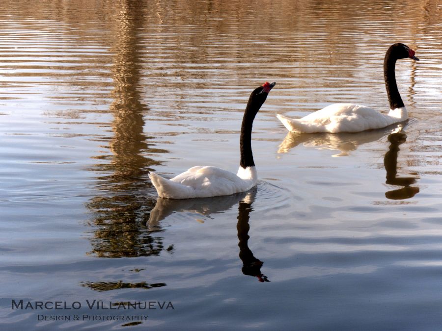 "Cisnes" de Marcelo Villanueva