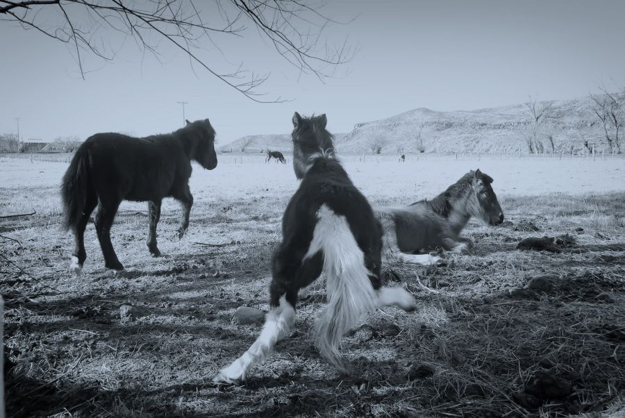 "`Frio, mucho frio y hielo`" de Jorge A. Cceres