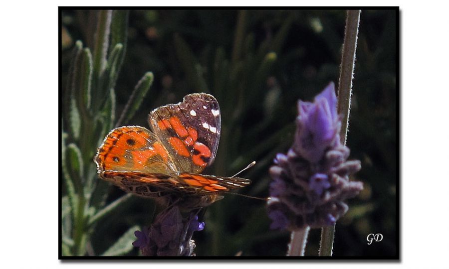 "mariposa" de Gabriela Domato