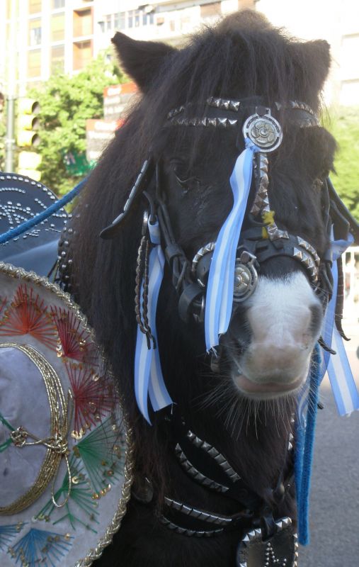 "paseo del Bicentenario (pony)" de Mercedes Orden