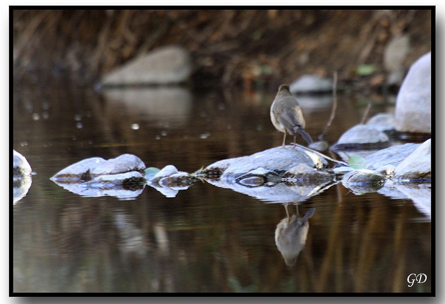 "Reflejos de Aves" de Gabriela Domato