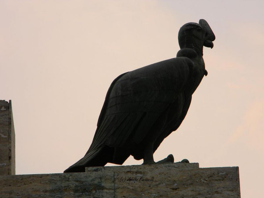 "Condor" de Adolfo Fioranelli