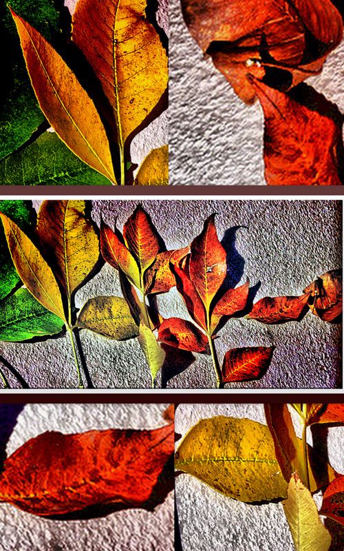 "hojas" de Daniel Aciar