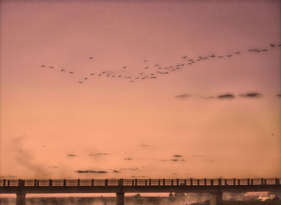 "El puente y los pjaros." de Luis Santos