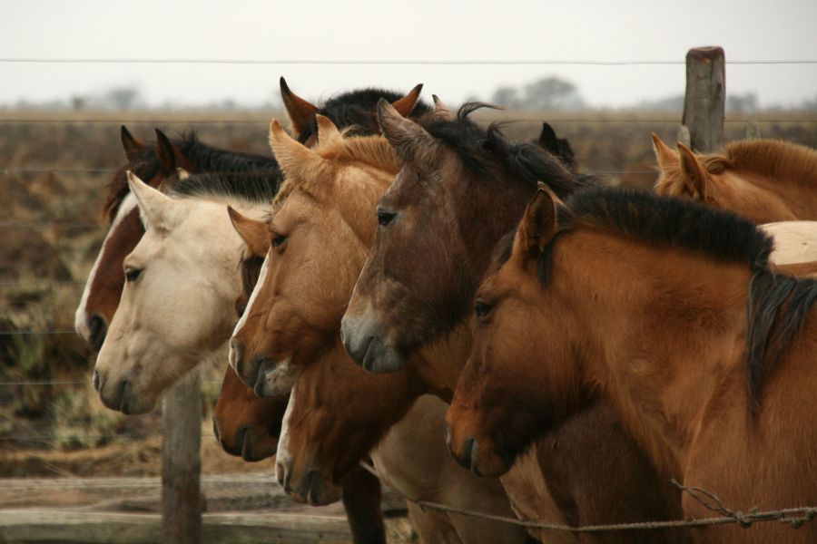 "caballos" de Abel Diaz