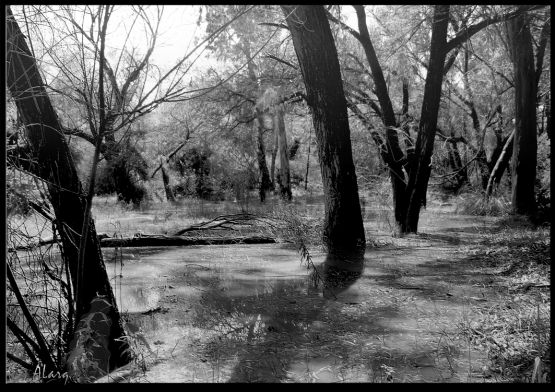 "desde el charco" de Alejandro Gomez Pou