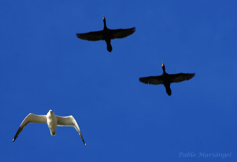 "Libertad Dios Mo" de Pablo Mariangel C.