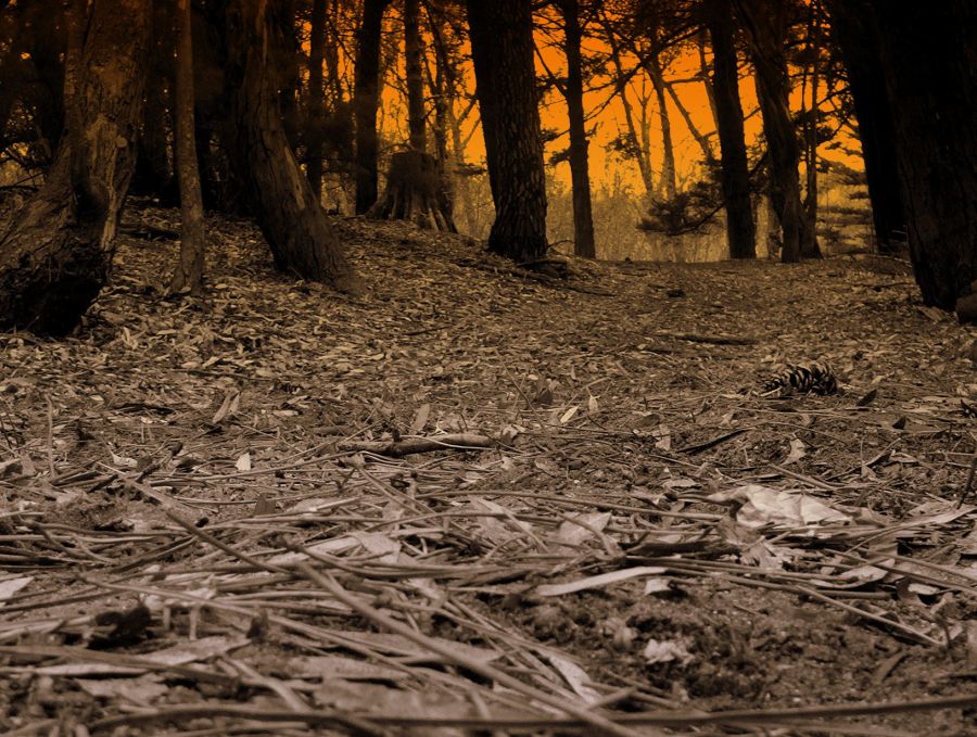 "Bosque" de Jorge Rafael Bernigaud