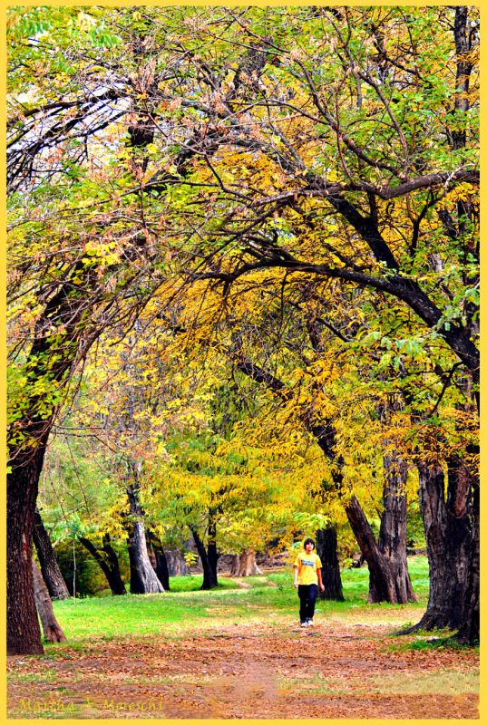 "Cuando pintaba amarillo" de Martha A. Moreschi