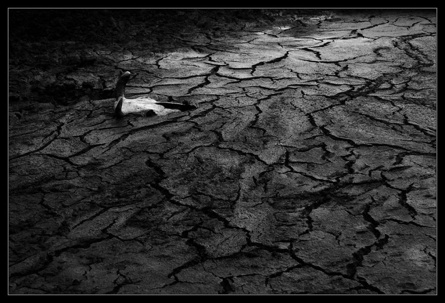 "La lluvia llego tarde..." de Seba Japas