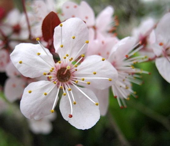 "Anticipo de primavera" de Mara Griselda Garca Cuerva