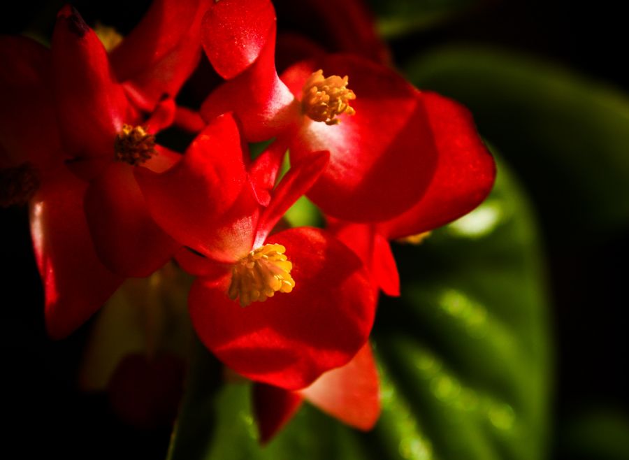 "Flor de azcar" de Carmen Nievas