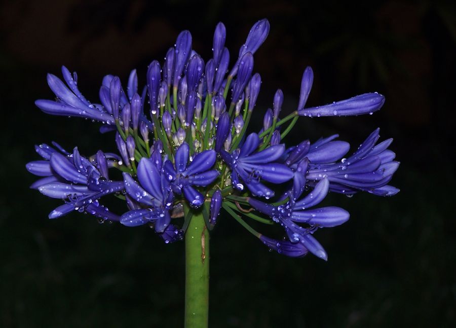 "Flor azul" de Roberto Bernabitti