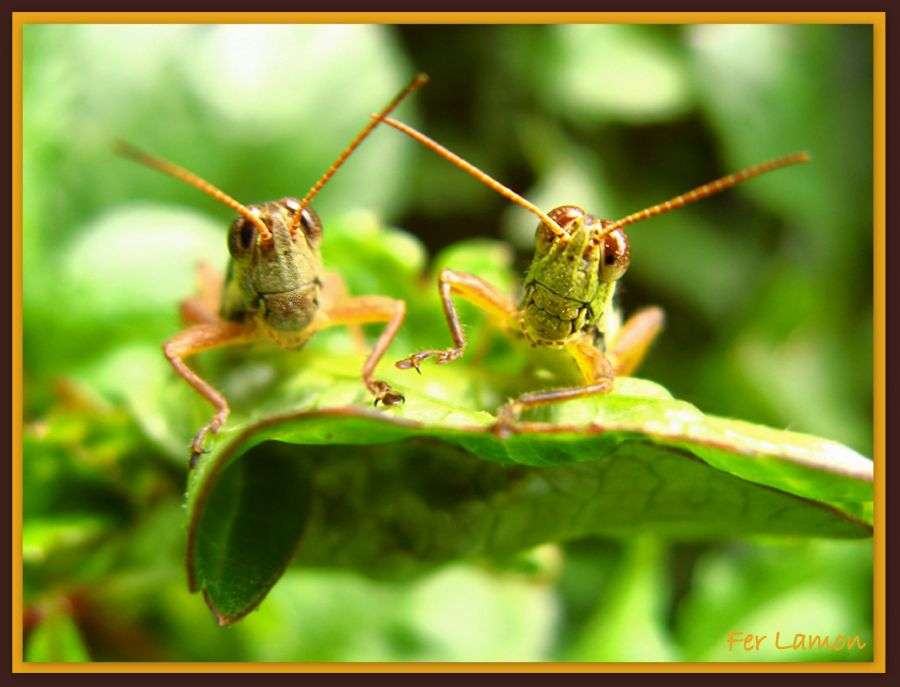 "Langostas curiosas" de Fer Lamon