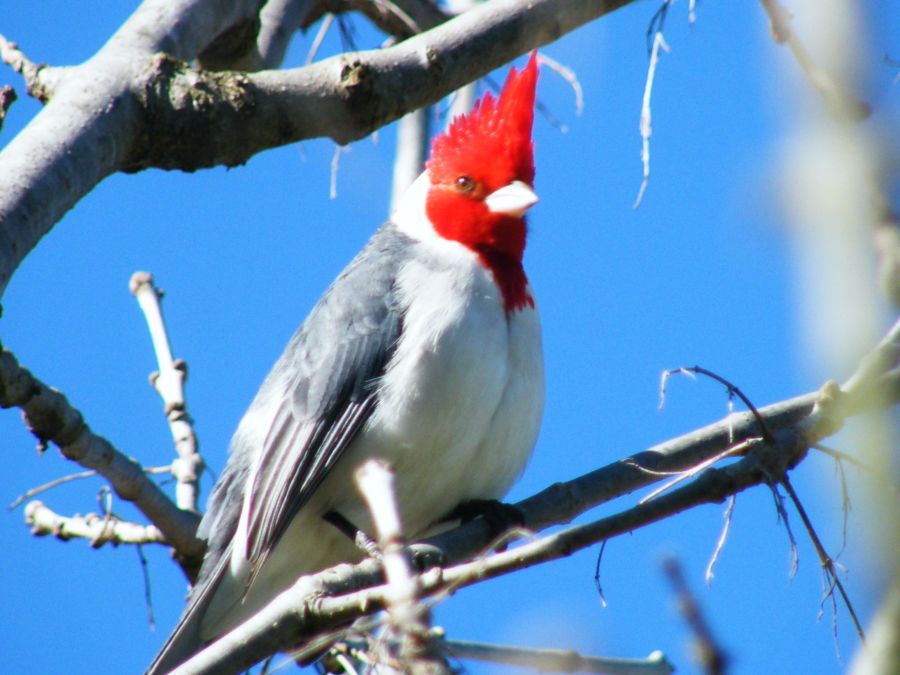 "Cardenal en libertad" de Tatiana Bort