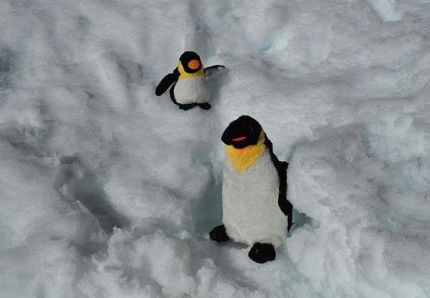 "Pingus en la nieve" de Paola Segade