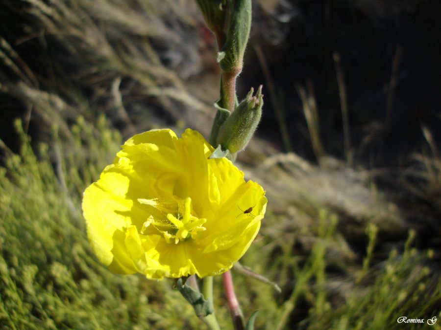 "Amarillo y verde" de Romina Paola Gil