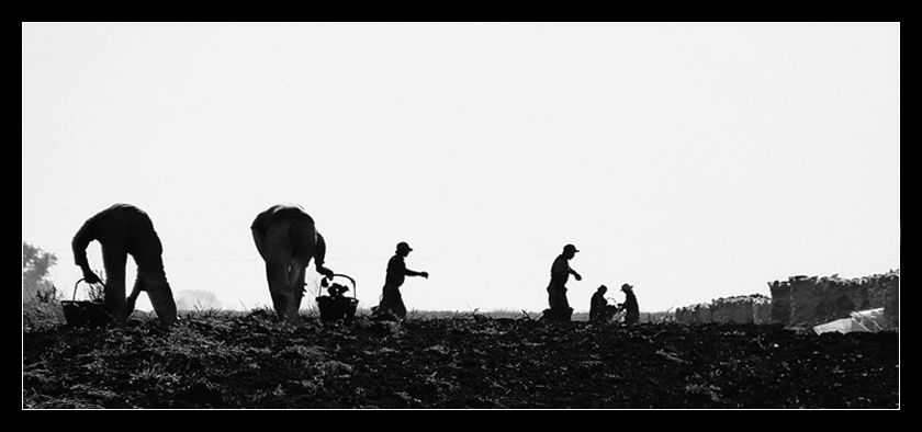 "Cosechando papas (II)" de Bernarda Ballesteros