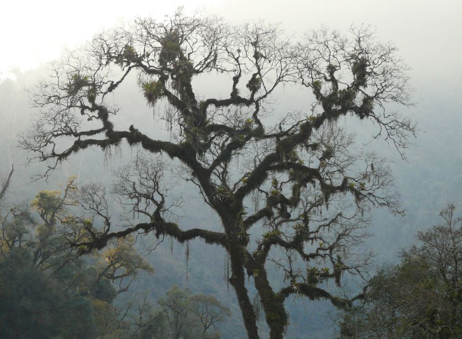 "el arbol" de Dante Escudero