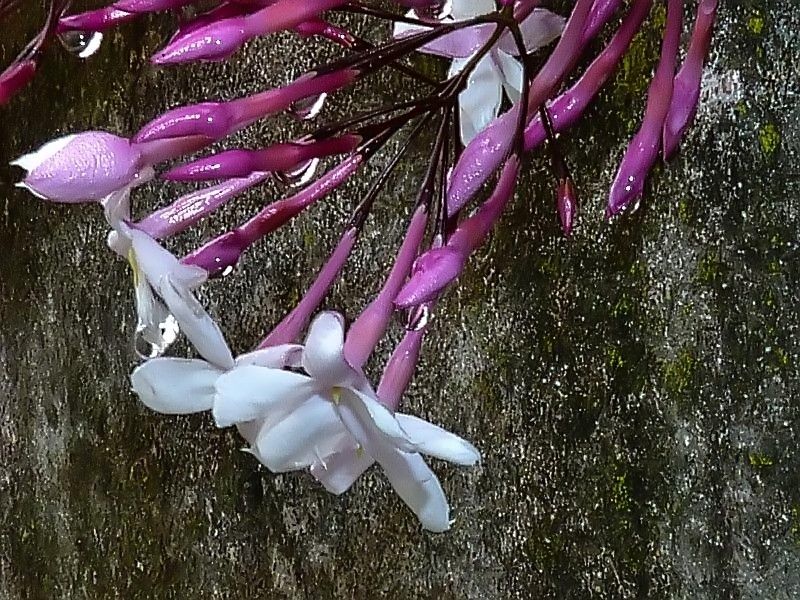 "La flor y la pared" de Miguel Menegotto