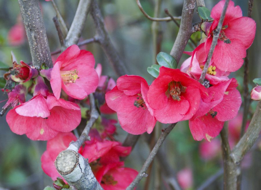 "flores" de Ricardo Alfredo Borthwick