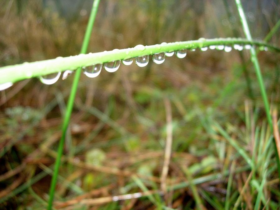 "Festividades de la lluvia" de Diego Ren Quintana