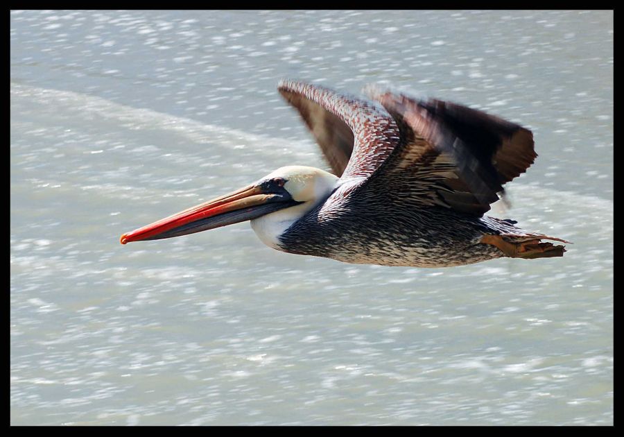 "Vuelo sin escala" de Carlo Legnazzi