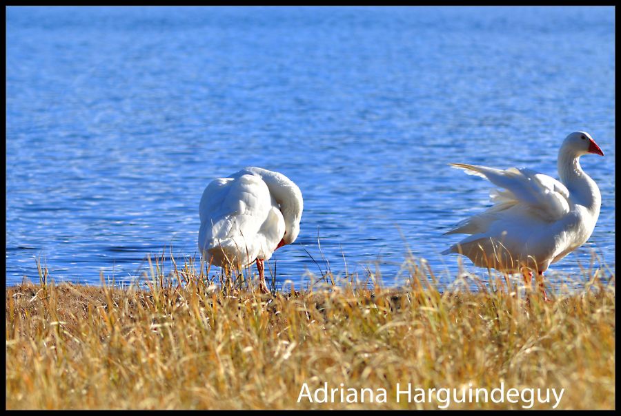 "Cisnes Coscoroba" de Adriana Harguindeguy