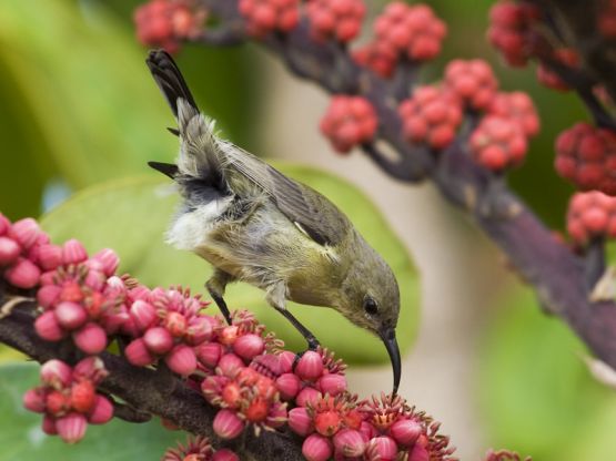 "Colibri" de Marcelo Sznaidman