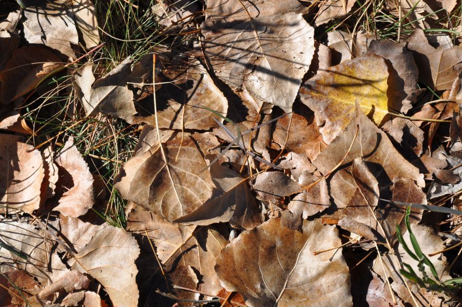 "NATURALEZA (0846)" de Jose Alberto Vicente