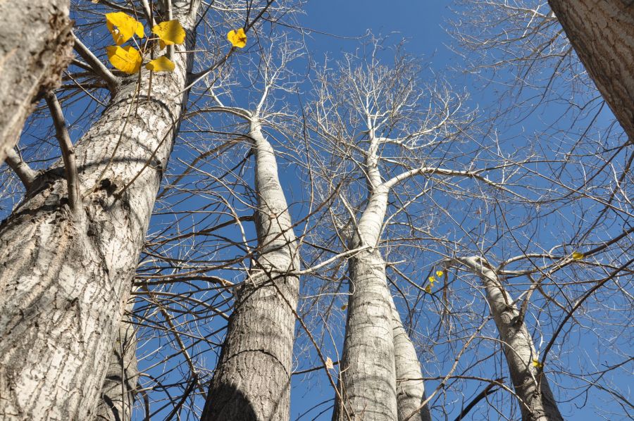 "CENTINELAS DE MADERA" de Jose Alberto Vicente