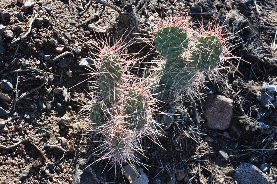 "`CACTUS DE LA PRECORDILLERA`" de Jose Alberto Vicente