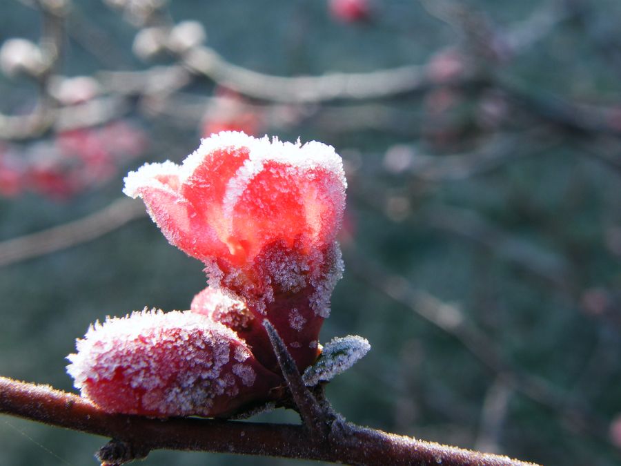 "helada invernal" de Tatiana Bort