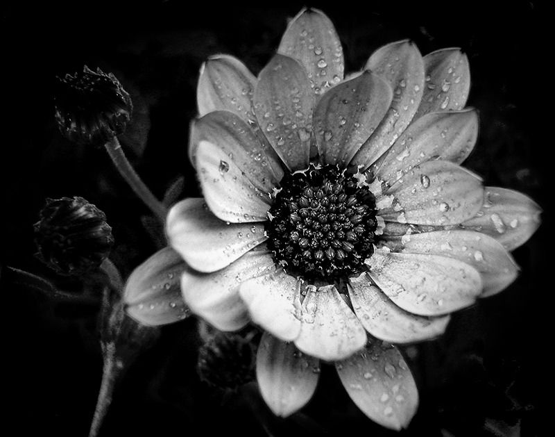 "Flor y lluvia" de Eli - Elisabet Ferrari