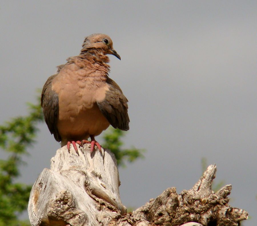 "Torcacita" de Gaston E. Polese