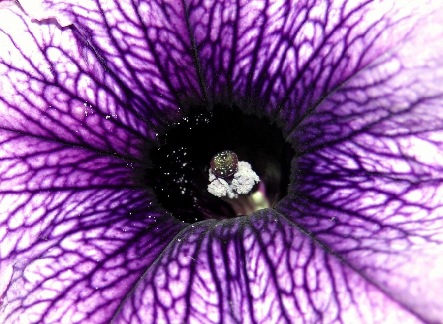 "Macro" de Gabriel D`Agostino