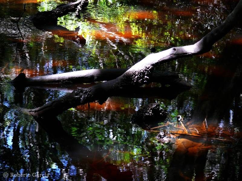 "Reserva natural Punta Lara" de Roberto Garcia