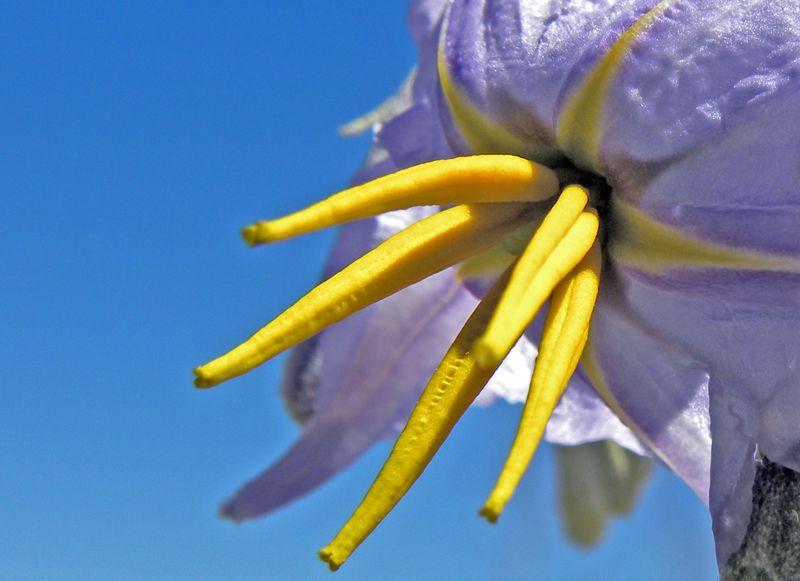 "El poder de la flor" de Ricardo Cascio