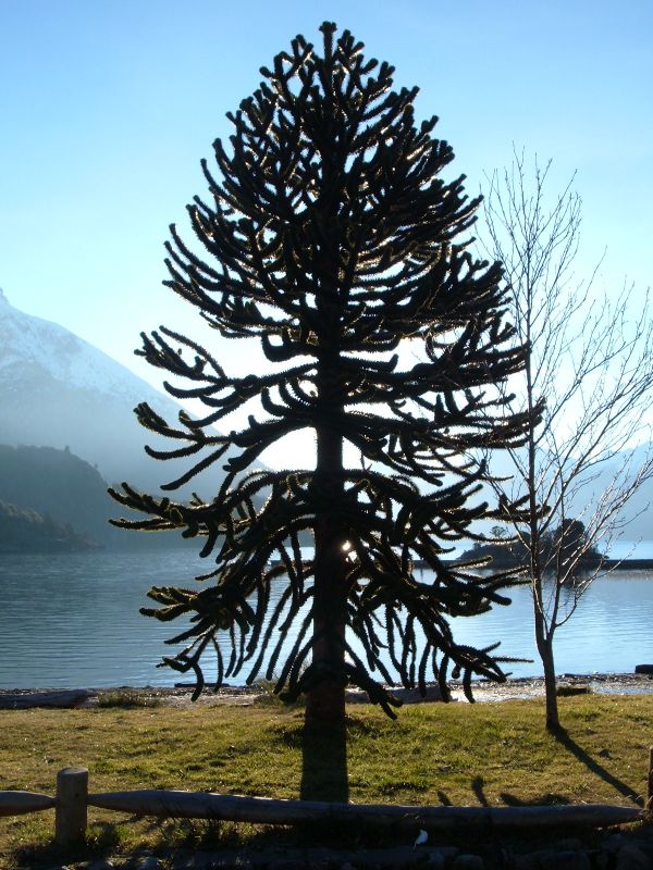 "arbol solitario" de Dante Escudero