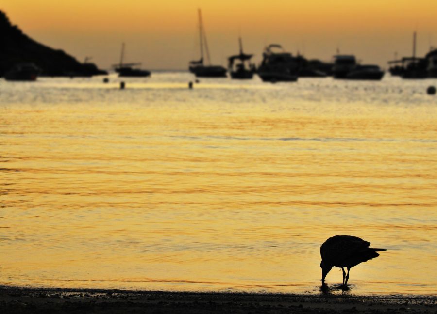 "Puesta de sol en Portinax..." de Deborah Marcos