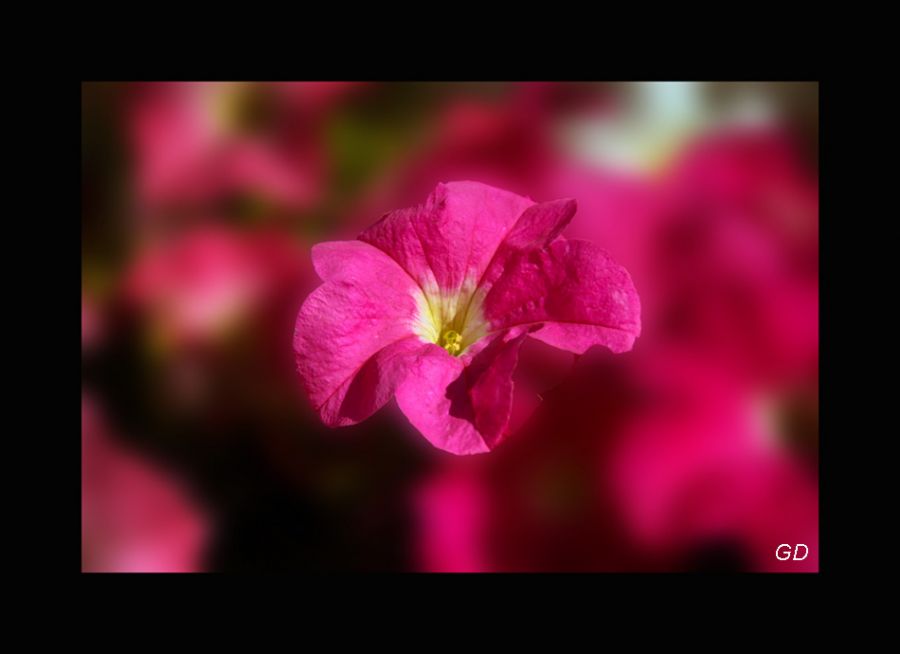 "Flor y color" de Gabriela Domato