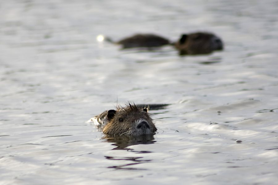 "Nutria" de Seba Japas