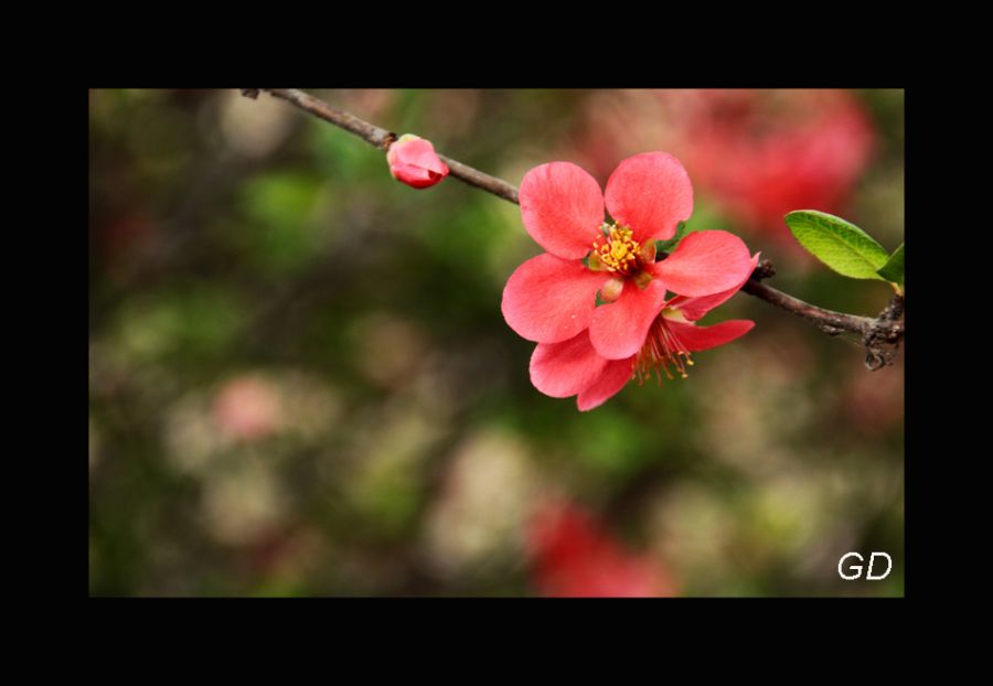 "flor de primavera" de Gabriela Domato