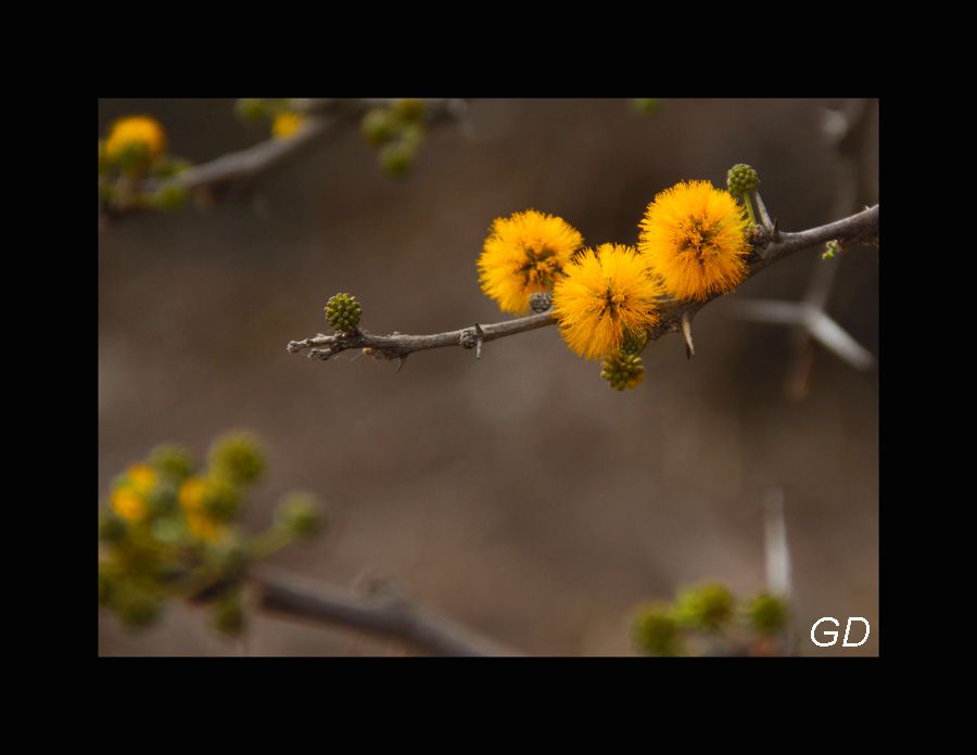 "flor de espinillo" de Gabriela Domato