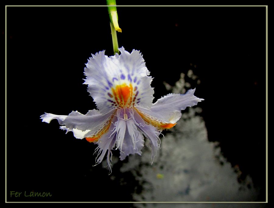 "Flor de flor !" de Fer Lamon