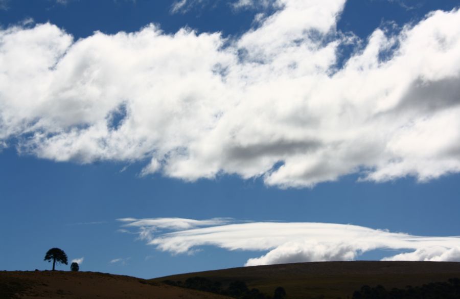 "El pehuen y las nubes" de Daniel Gustavo Bravo