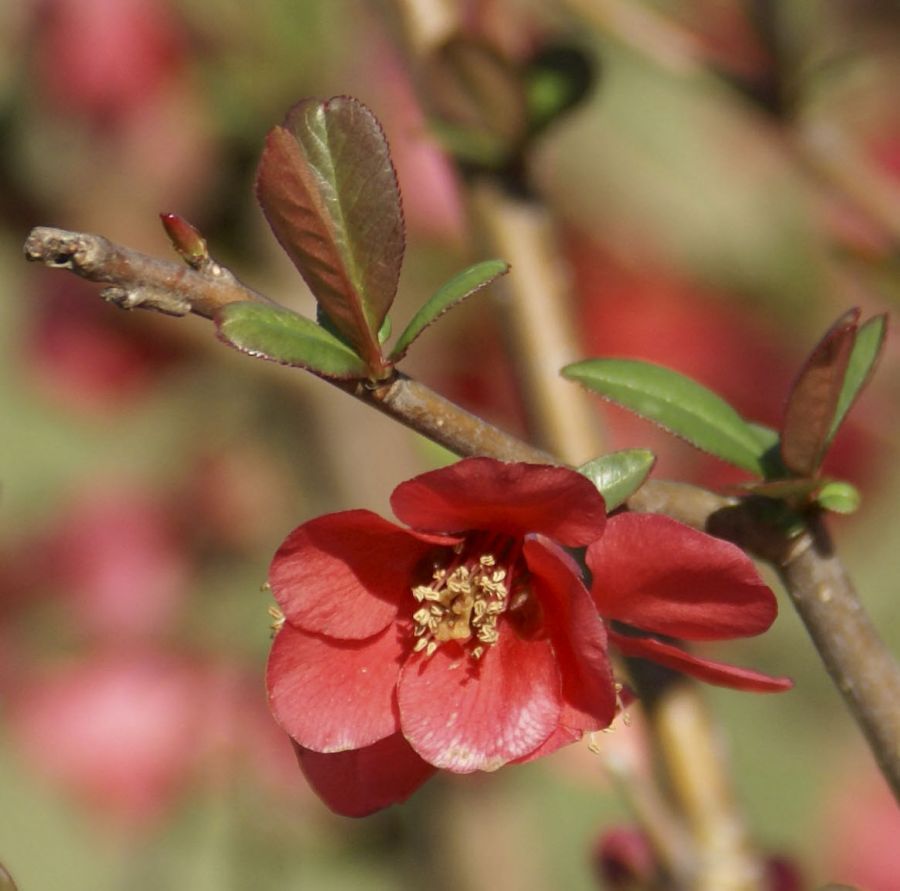 "flores de primavera" de Ricardo Alfredo Borthwick