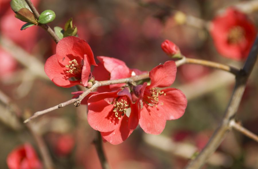 "flores de primavera II" de Ricardo Alfredo Borthwick