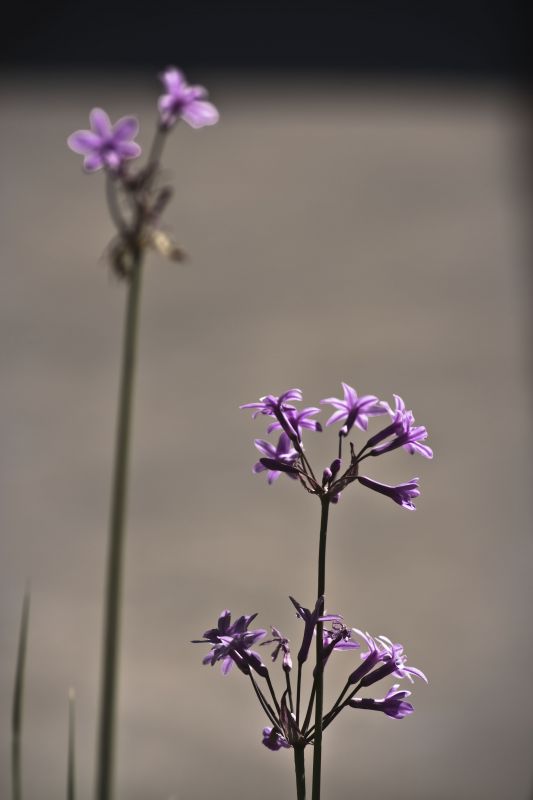 "En violeta" de Tesi Salado